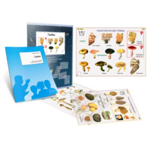 Транспаранты "Грибы"