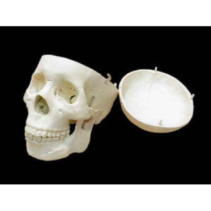 Модель "Череп человека"