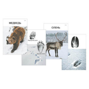 Комплект дидактических карточек "Следы на снегу"