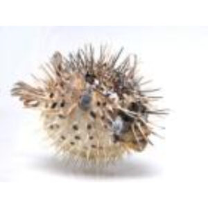 Сухой препарат "Еж-рыба морская"