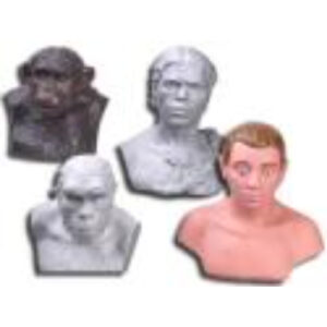 Комплект палеонтологических моделей "Происхождение человека"