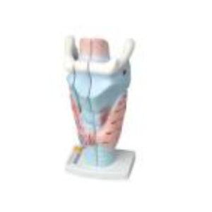 Модель гортани в разрезе