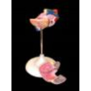 Модель сердца (лабораторная)