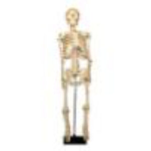 Скелет человека на штативе (85 см.)
