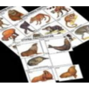 Комплект дидактических карточек: "Систематика и экология млекопитающих" (96 шт., цвет., лам.)