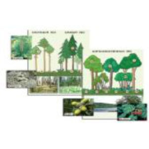 Гербарий фотографический "Растительные сообщества. Лес" (раздаточный)