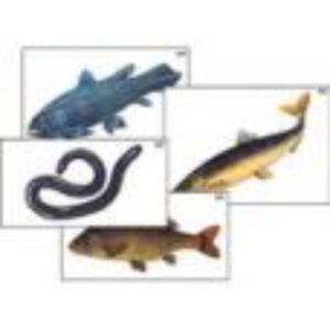 Модель-аппликация "Разнообразие низших и высших хордовых" (ламинированная)