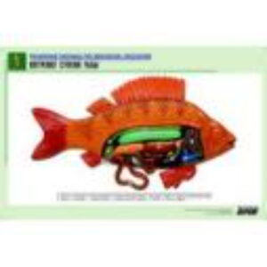 Рельефная таблица "Внутреннее строение рыбы" (формат А1, матовое ламинир.)