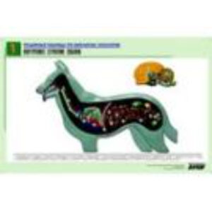 Рельефная таблица "Внутреннее строение собаки" (формат А1, матовое ламинир.)