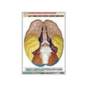 Рельефная таблица "Доли и извилины нижней поверхности полушарий головного мозга" (А1, матовое лам.)