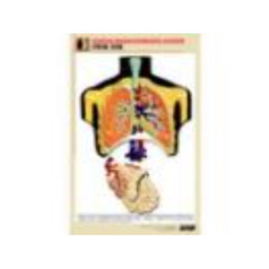 Рельефная таблица "Строение легких" (формат А1, матовое ламинир.)