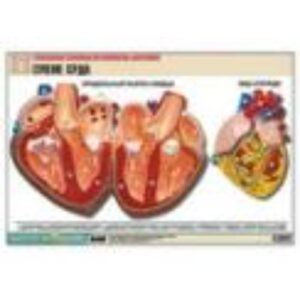 Рельефная таблица "Строение сердца" (формат А1, матовое ламинир.)