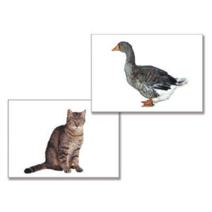 Дидактическое пособие "Домашние животные" (24 карт., А4, ламинир.)