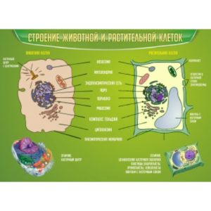 Кабинет биологии. Стенд "Строение животной и растительной клеток".